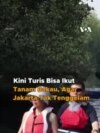 Kini Turis Bisa Ikut Tanam Bakau, Agar Jakarta Tak Tenggelam