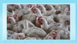 Healthy Living: A look at the Avian Influenza Bird Flu virus