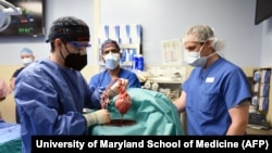 FILE — This photo released by the University of Maryland School of Medicine shows surgeons transplanting a heart from a genetically modified pig to a patient in Baltimore, Maryland, on Jan. 7, 2022. This week, the medical school performed a similar procedure on another patient.