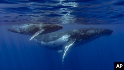 FILE - This photo provided by Samuel Lam shows a humpback whale and her calf in Papeete, French Polynesia in September 2022. Humpbacks are known to compose elaborate songs that travel across oceans and whale pods. (Samuel Lam via AP)
