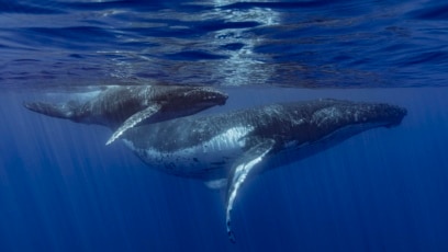 How Do Whales 'Sing?'