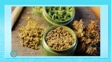 Saúde em Foco: os benefícios e desafios da marijuana medicinal