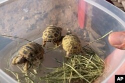 Young Bolson tortoises are held in a plastic container before being released at Ted Turner's Armendaris Ranch in Engle, N.M., on Friday, Sept. 22, 2023.(AP Photo/Susan Montoya Bryan)