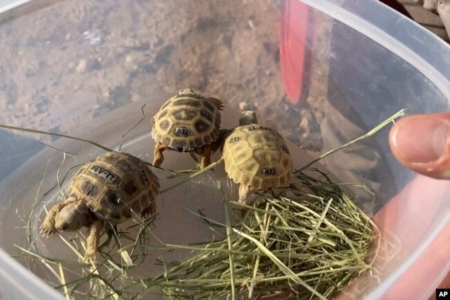 Young Bolson tortoises are held in a plastic container before being released at Ted Turner's Armendaris Ranch in Engle, N.M., on Friday, Sept. 22, 2023.(AP Photo/Susan Montoya Bryan)