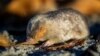 Golden Mole Presumed Extinct Found Again in South Africa 