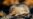 Golden Mole Presumed Extinct Found Again in South Africa