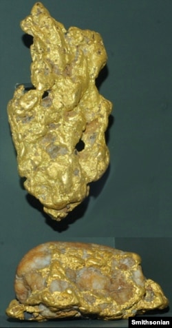 Two gold nuggets are on display at the Smithsonian Museum of Natural History from the mid-19th century Whitehall mine in Spotsylvania County, Virginia. The bottom nugget is about 12 cm long. (Photo courtesy of the Smithsonian)
