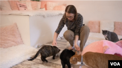 Shana Aufenkamp juega con gatos en el local Crumbs & Whiskers, en Washington, D.C.