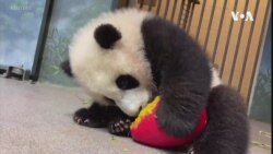 Džinovske pande se iz Vašingtona vraćaju za Kinu
