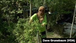 Normah Tambi picks chilis. She comes to the garden several days a week More and more community gardens are popping up in Kuala Lumpur, Malaysia's biggest city, and nearby towns.
