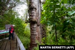 Antonio Lara, peneliti dari laboratorium Fakultas Sains dan Iklim di Universitas Austral, memperhatikan 'Alerce Milenario' di Taman Nasional Alerce Costero do Valdivia, Chili, 10 April 2023. (Foto: Martin Bernetti/ AFP)