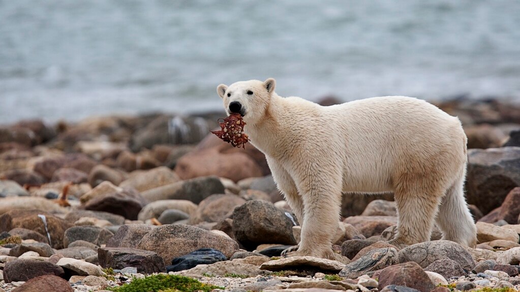 Study: Climate Change Diet Not Good for Polar Bears