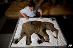 FILE - Peneliti mamut, Profesor Adrian Lister, melihat fosil Lyuba, bayi mamut berbulu di Museum Natural History, London, 19 Mei 2014. (AP/Matt Dunham)