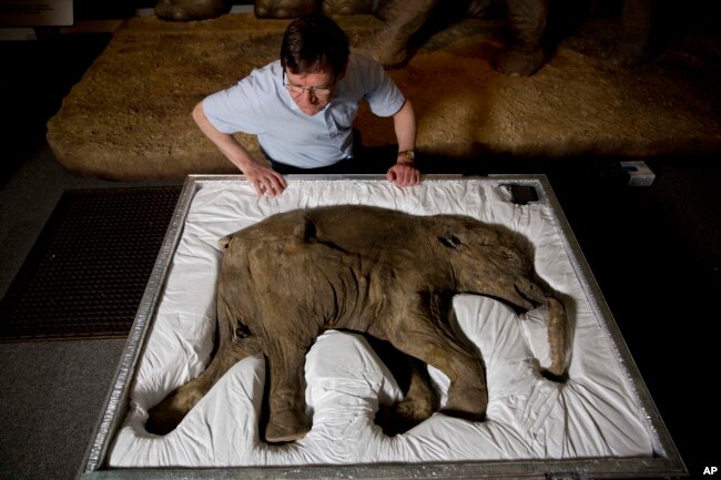 FILE - Professor Adrian Lister poses for photographs looking at Lyuba, a baby woolly mammoth at the Natural History Museum in London on May 19, 2014. (AP Photo/Matt Dunham)