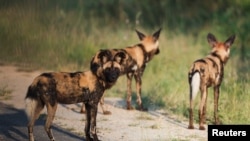 Mabecos estao perigo de extincao