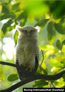 Beluk jampuk (Bubo sumatranus) salah satu jenis burung hantu yang dapat dijumpai di beberapa daerah di Indonesia. (Foto: Burung Indonesia/Jihad)