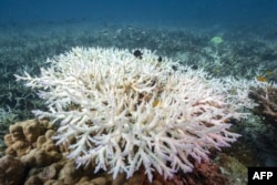 This underwater photo taken on June 14, 2024 shows bleached corals around Koh Tao island in the southern Thai province of Surat Thani.
