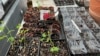 Starting Plants from Seeds