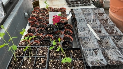 Starting Plants from Seeds