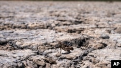 A grasshopper stands on the dried out Lake Picrolimni, in the village of Mikrokampos, northern Greece, Aug. 19, 2024.