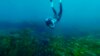 FILE - Tania Douthwaite, saat menyelam pada acara pelatihan selam Blueback Freedivers: Wadjemup Rottnest, 6 Januari 2024 (Facebook/tdouthwa)