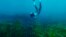 FILE - Tania Douthwaite, saat menyelam pada acara pelatihan selam Blueback Freedivers: Wadjemup Rottnest, 6 Januari 2024 (Facebook/tdouthwa)
