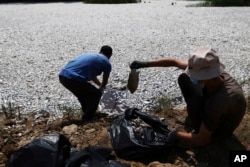 Petugas mengumpulkan bangkai-bangkai ikan dari sungai di dekat kota pelabuhan Volos, Yunani Tengah, Kamis, 29 Agustus 2024, yang terbawa arus akibat perubahan iklim ekstrem. (Vaggelis Kousioras/AP)