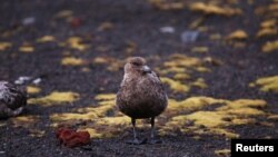 FILE - A skua stands on Deception Island, in Antarctica, Feb. 17, 2018. Samples from brown skua seabirds found dead on Bird Island in South Georgia came back positive for bird flu, according to a statement, Oct. 23, 2023.