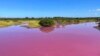 Wildlife Refuge Pond in Hawaii Turns Pink; Drought May Be to Blame 