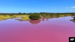 This Nov. 8, 2023, photo provided by Leslie Diamond shows the pond at the Kealia Pond National Wildlife Refuge on Maui, Hawaii. It turned pink Oct. 30, 2023. 