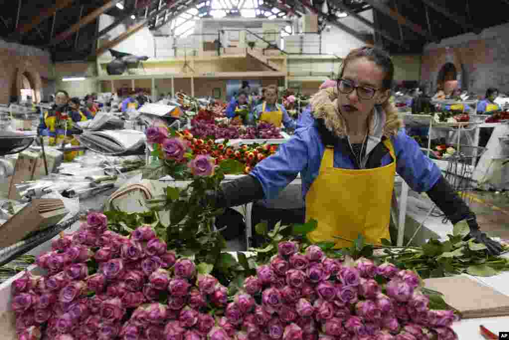 Workers pack roses to be shipped to the U.S. ahead of Valentine&#39;s Day at the Mongibello flower company in Chia, north of Bogota, Colombia.