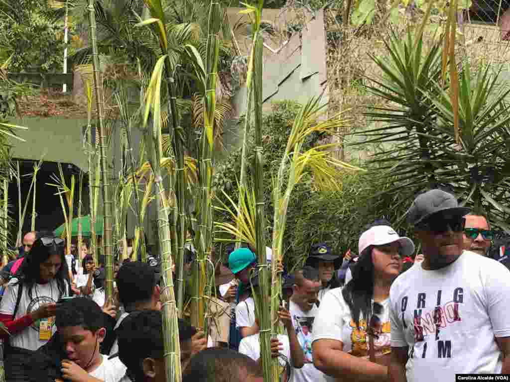 Este año unos 300 palmeros participaron en la tradición y, como es usual, llevaron las hojas de palma a la iglesia San José en la plaza Bolívar del municipio Chacao, el más pequeño en tamaño del Área Metropolitana de Caracas.