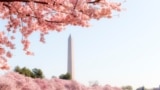 Washington DC – April 4, 2019: Cherry blossom festival with Washington memorial around the tidal basin