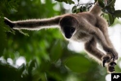 FILE - Eliot, the first northern muriqui monkey born in an enclosed area of the Atlantic Forest, hangs from a tree brach in Lima Duarte, Minas Gerais state, Brazil, Saturday, May 6, 2023. (AP Photo/Bruna Prado)
