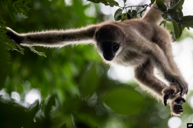 FILE - Eliot, the first northern muriqui monkey born in an enclosed area of the Atlantic Forest, hangs from a tree brach in Lima Duarte, Minas Gerais state, Brazil, Saturday, May 6, 2023. (AP Photo/Bruna Prado)