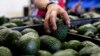 Mexican Avocado Scarcity Affects Super Bowl Guacamole