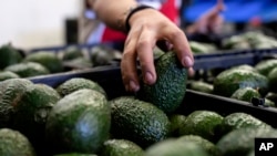 A worker packs avocados at a plant in Uruapan, Michoacan state, Mexico, Feb. 9, 2024.