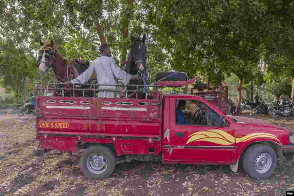 Coming from villages across Upper Egypt, farmers-turned-fencers travel by pickup truck to conserve their horses’ energy for the games ahead, Al-Biirat, Egypt on Sept. 12, 2023. (Hamada Elrasam/VOA) 