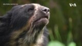 Обид за зачувување на мечка од видот Анди
