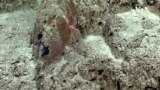 САД предлагаат создавање масивен воден реверват низ Пацификот