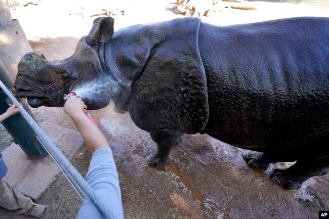 Chutti, a rhinoceros at the Phoenix Zoo, gets cooled off by keeper Leslie Lindholm, Tuesday, June 27, 2023, in Phoenix.