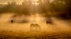 Kuda-kuda betina Islandia merumput di padang rumput di Wehrheim dekat kota Frankfurt, Jerman. (AP)&nbsp;