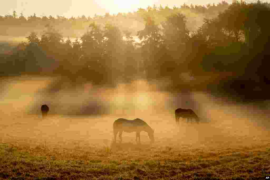 Young Icelandic mares graze on a meadow in Wehrheim near Frankfurt, Germany.