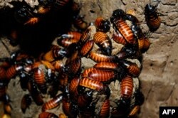 Kecoak Madagaskar (Madagascar Hissing Roaches). (Julie Larsen Maher / Wildlife Conservation Society / AFP)