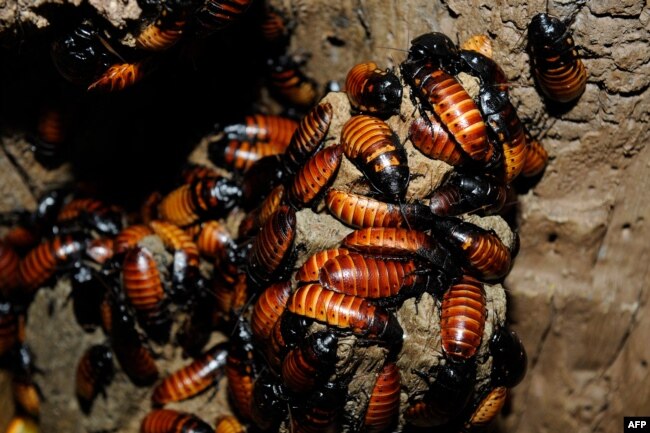 Kecoak Madagaskar (Madagascar Hissing Roaches). (Julie Larsen Maher / Wildlife Conservation Society / AFP)