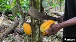 FILE - A farmer cuts a cocoa pod with a machete in his drought-stricken cocoa field in Nkengue village, in the Central region of Cameroon, Aug. 1, 2021.
