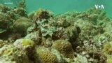 菲律賓就珊瑚礁被中國「破壞」問題 研擬再告國際法院