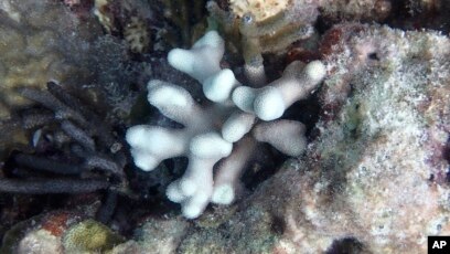 White Spike Coral