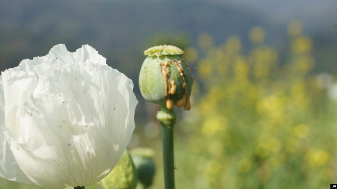 Opium yang siap dipanen di negara bagian Shan, Myanmar, 2023. (UNODC)