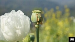 Opium yang siap dipanen di negara bagian Shan, Myanmar, 2023. (UNODC)